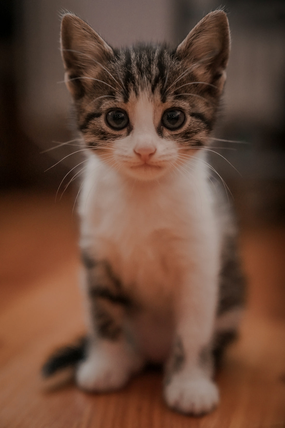 white and black cat on brown wooden table